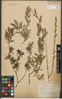 Foto von Salix purpurea L. x Salix repens L.